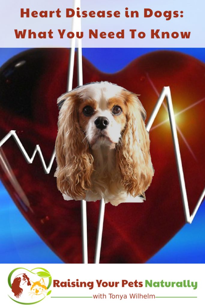 murmurs in dogs best 25 murmur ideas on cardiac nursing cardiovascular nursing and murmurs in dogs best 25 murmur ideas on cardiac nursing cardiovascular nursing and
