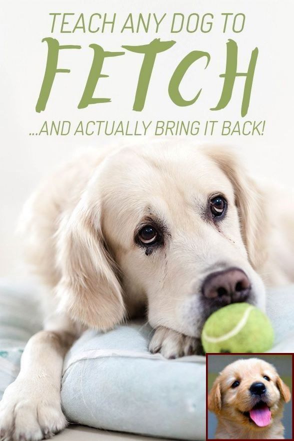 House Training A Puppy With A Doggy Door And Dog Behavior