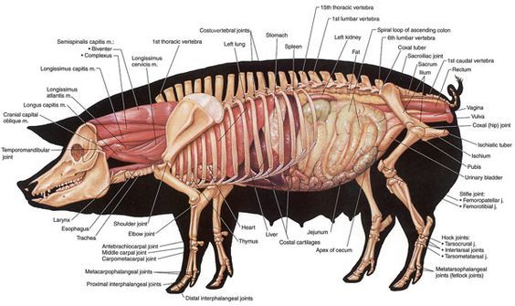 pig dissection diagrams pig dissection diagrams