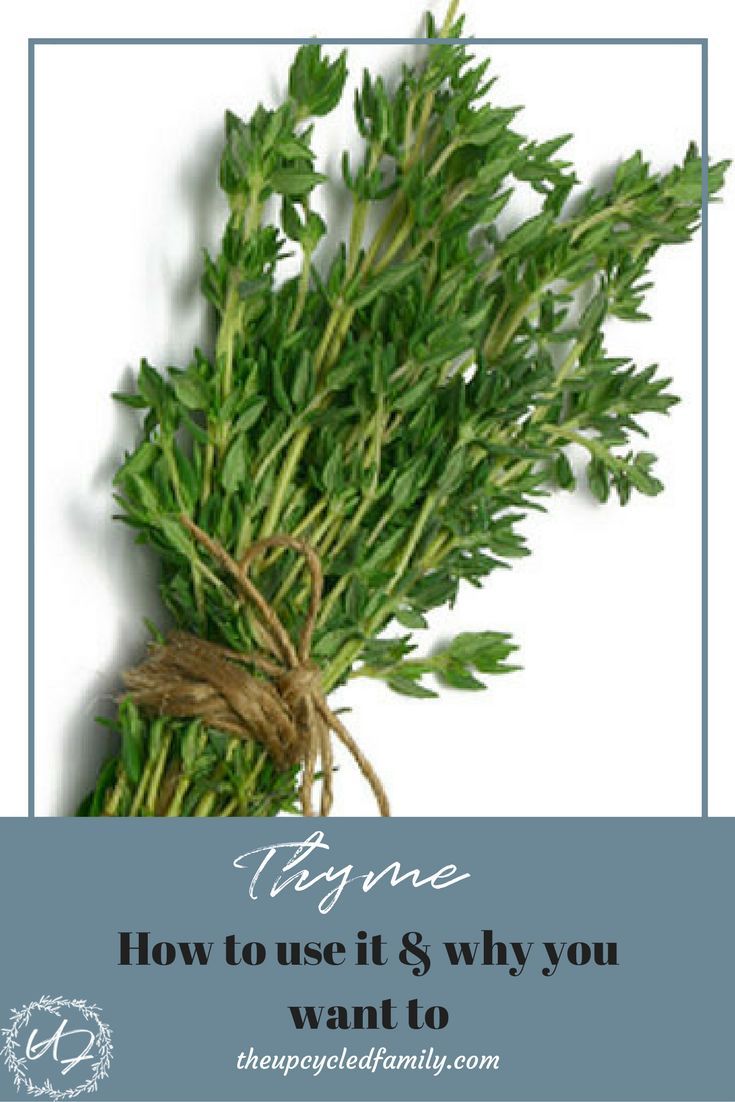 Thyme: beneficial properties of the plant 77 Thyme: beneficial properties of the plant 42