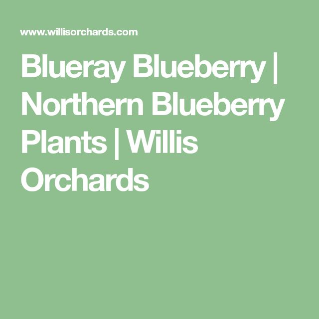 The 25 Best Highbush Blueberry Ideas On Pinterest Blueray Blueberry Northern Plants Willis Orchards