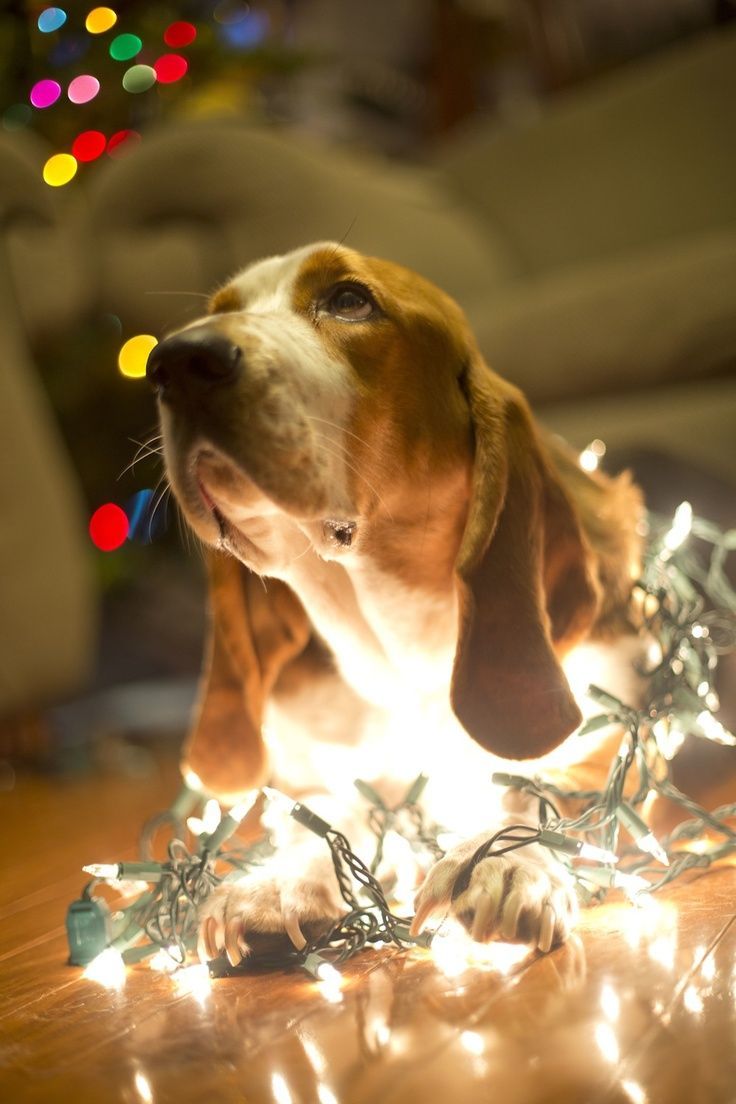 1350 best Bassett Hound Parlor images on Pinterest 1350 best Bassett Hound Parlor images on Pinterest
