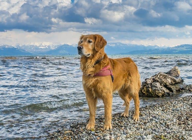 Everything You Need To Know About The Golden Retriever K9 Web