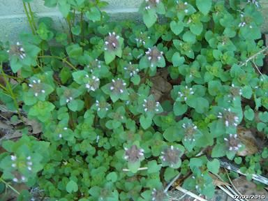 Common Garden Plants best 25+ common garden weeds ideas on pinterest | earwigs, earwig Common Garden Plants best 25+ common garden weeds ideas on pinterest | earwigs, earwig