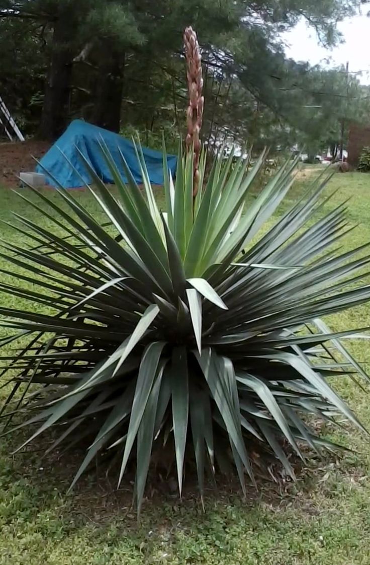 Best 25 Yucca Plant Ideas On Pinterest Desert Landscaping Large Spiky Leaves And Cers Of White Flowers Make Yucca Plants Ideal For Many
