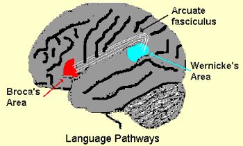 Phd thesis on bilingualism