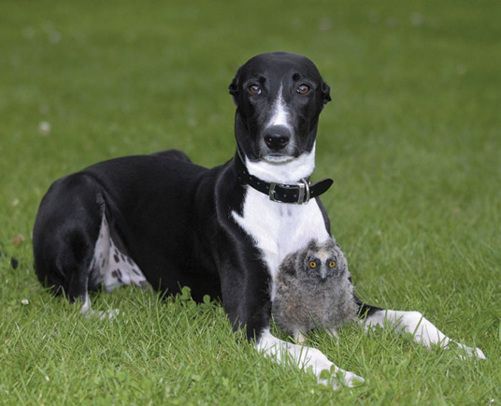 Lifes A Hoot For Shrek The Baby Long Eared Owl Adopted By A Greyhound Ed Torque Odd Couplesodd Animal Lifes A Hoot For Shrek The Baby Long Eared Owl Adopted By A Greyhound Ed Torque Odd Couplesodd Animal