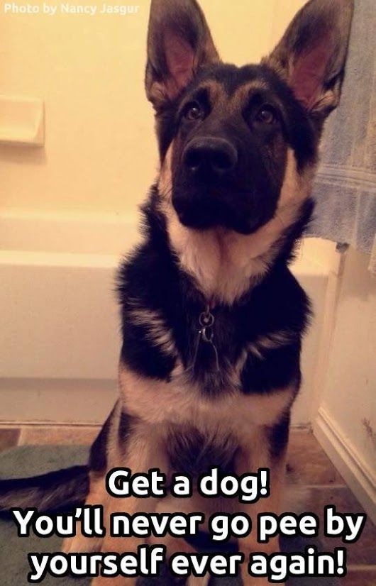 How To Train Your Older Dog To Go To The Bathroom Outside And Pics Of How To Train Your D With Images Dog Training Dog Training Classes Agility Training For Dogs