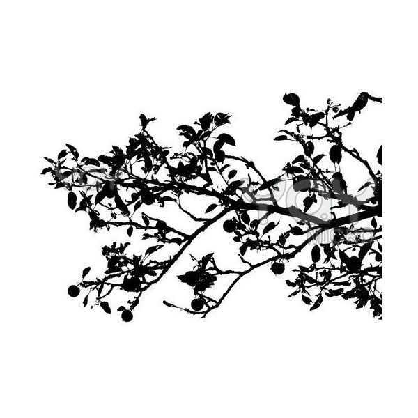 royalty free image of apple tree branch silhouette 12 liked on polyvore