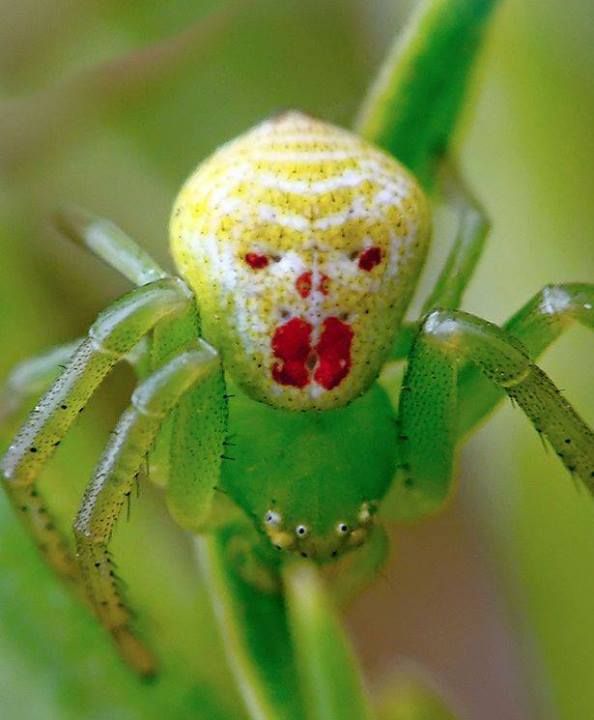 163 best SPIDERS images on Pinterest Spiders, Nature and Hand spinning 163 best SPIDERS images on Pinterest Spiders, Nature and Hand spinning