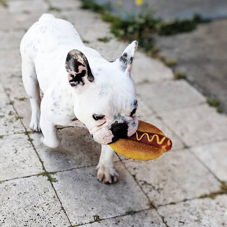 Can French Bulldogs Eat Sausages can-french-bulldogs-eat-sausages