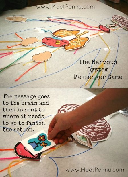 Physiology Nervous System Art And Craft Physiology Nervous System Art And Craft