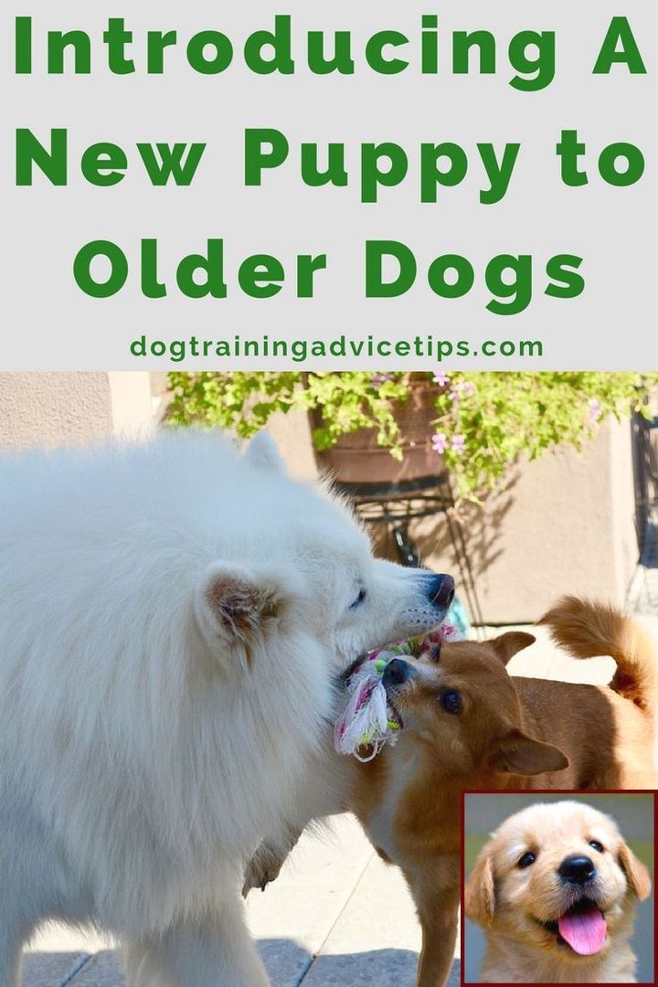 Potty Training A Defiant Puppy And Clicker Training Tracking Dog