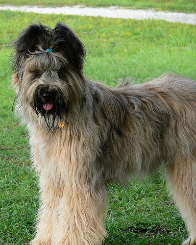 list of purebred dogs 113 best images about briard on list of purebred dogs 113 best images about briard on