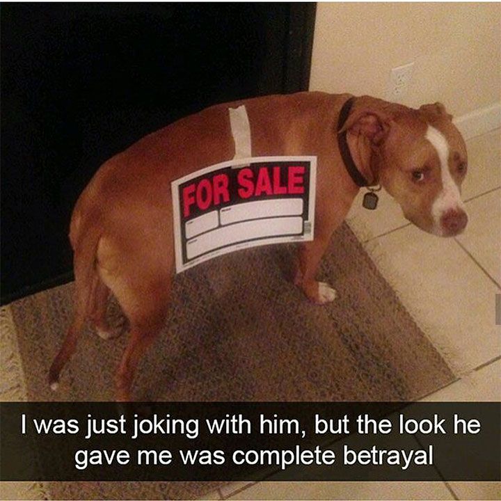 22 Really Funny Animals That Make You Cry With Laughter Funny