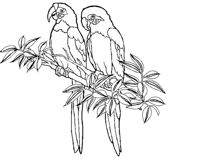 Download Tropical Bird Cartoon Coloring Pages