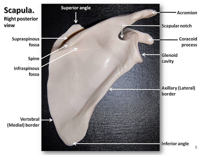 Scapula, posterior view with labels - Appendicular Skeleton Visual