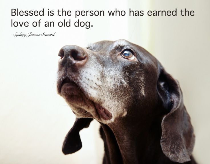 How Can You Tell If An Old Dog Is Dying How Can You Tell If An Old Dog Is Dying
