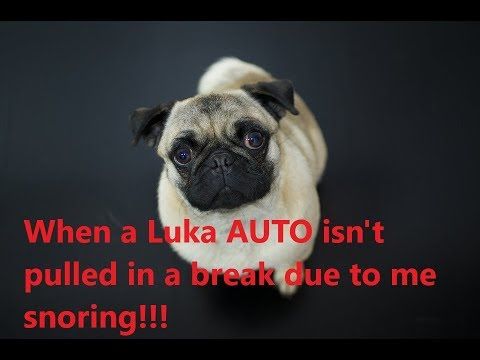 Pug Decides To Go On Treadmill Never Would Have Thought Of It