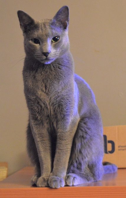 How Much Are Russian Blue Cats Australia How Much Are Russian Blue Cats Australia