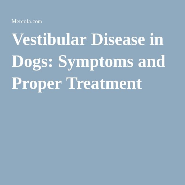 Best Treatment For Vestibular Disease In Dogs Best Treatment For Vestibular Disease In Dogs