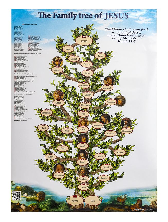 This is an image of Soft Genealogy Tree Images It's just a picture of Soft Genealogy Tree Images