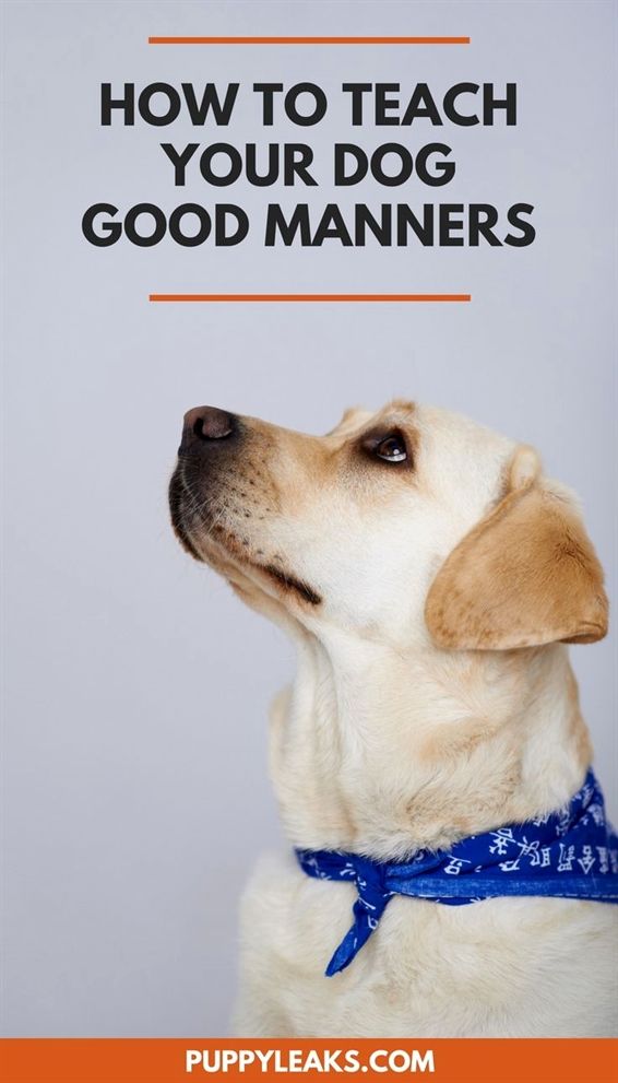 Dog Training Pad Holder Dog Training Set Cesar Millan Dog