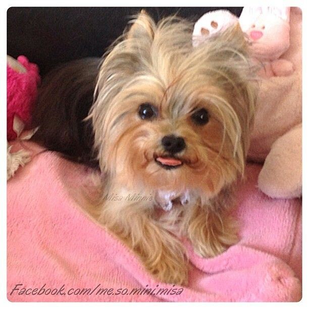 minnie yorkie 227 best misa minnie images on misa minnie yorkies and terrier minnie yorkie 227 best misa minnie images on misa minnie yorkies and terrier