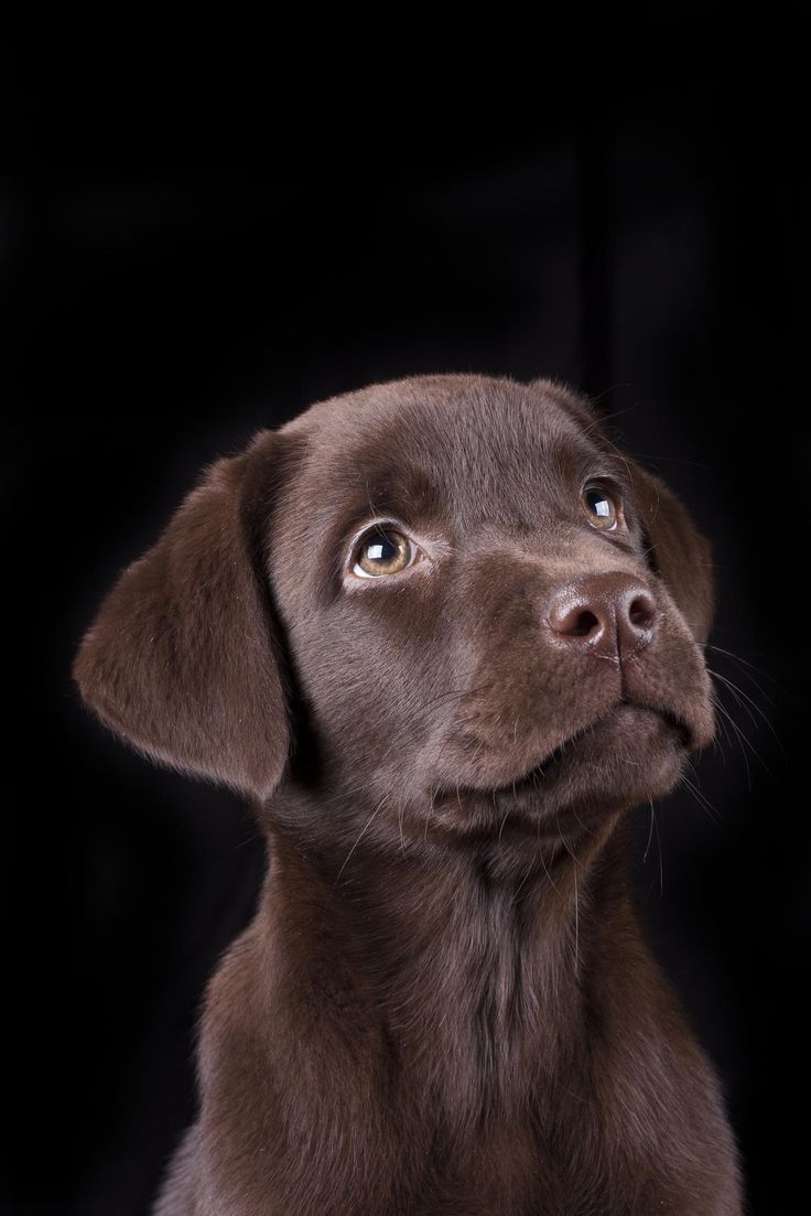Ville Pouhula Peppermint Es Un Laboratorio De Cachorros Labrador Retriever Con 500 Pixe En 2020 Perro Labrador Retriever Cachorros De Labrador Perro Labrador Chocolate