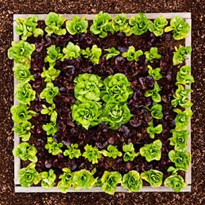 Garden Patterns Ideas 129 best edible gardening images on pinterest | edible garden Garden Patterns Ideas 129 best edible gardening images on pinterest | edible garden