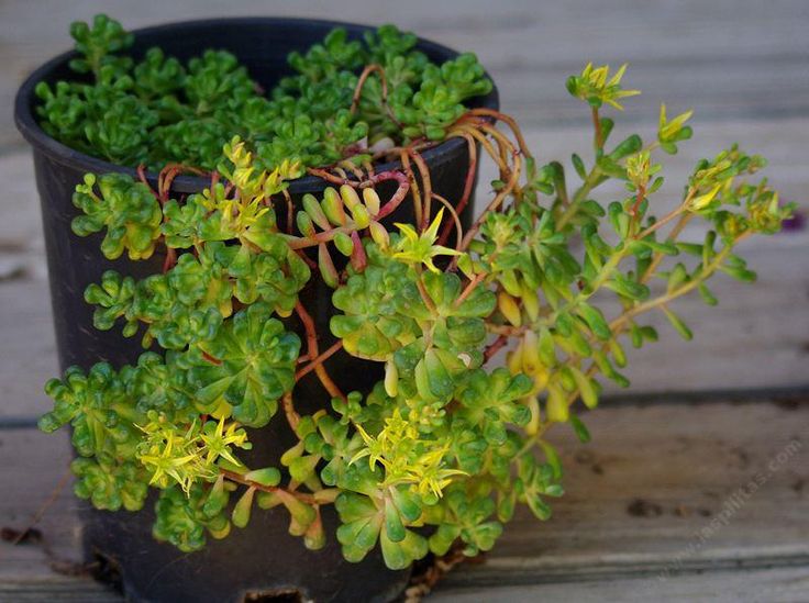 Native Ground Cover Southern California Prof2zik