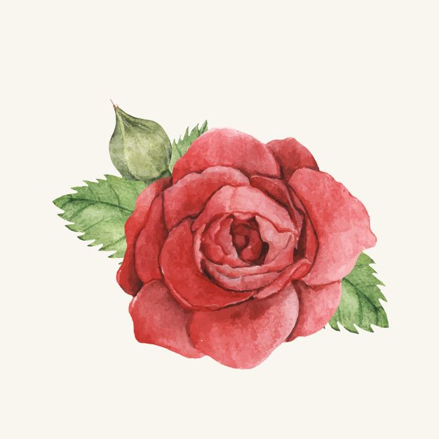 Corona De Flores Clipart De Flor Flores Acuarela Fondos De Flores