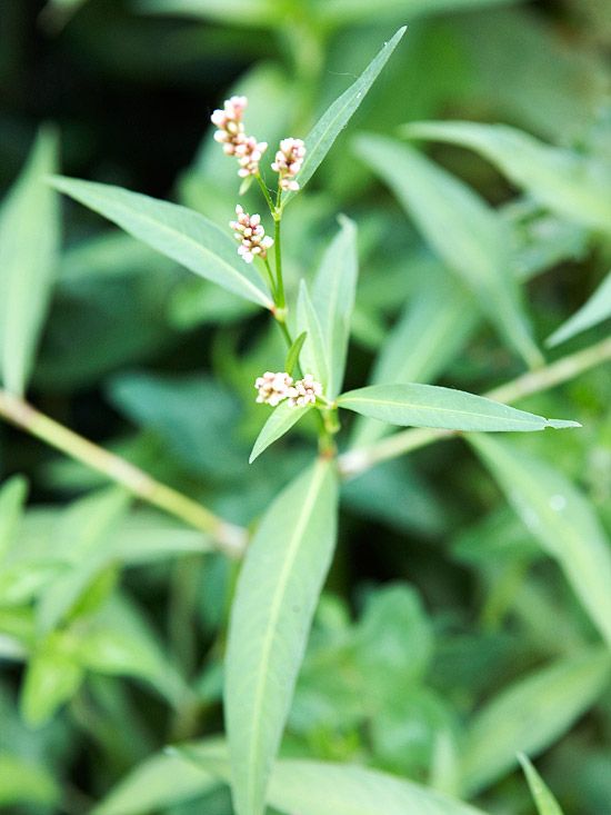 Common Garden Flowers Pink 135 best weed identification images on pinterest | identifying Common Garden Flowers Pink 135 best weed identification images on pinterest | identifying