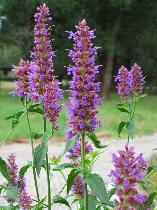 Plants For Your Butterfly Garden : Anise Hyssop Plants For Your Butterfly Garden : Anise Hyssop