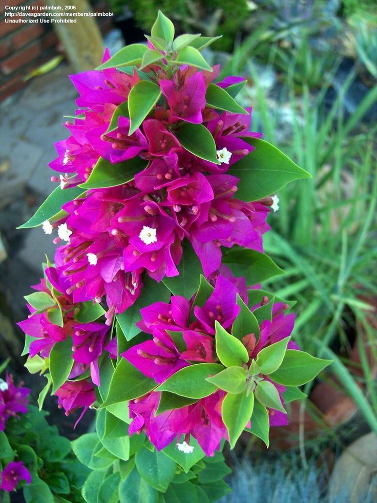Full size picture of Bougainvillea 'Torch Glow ...
