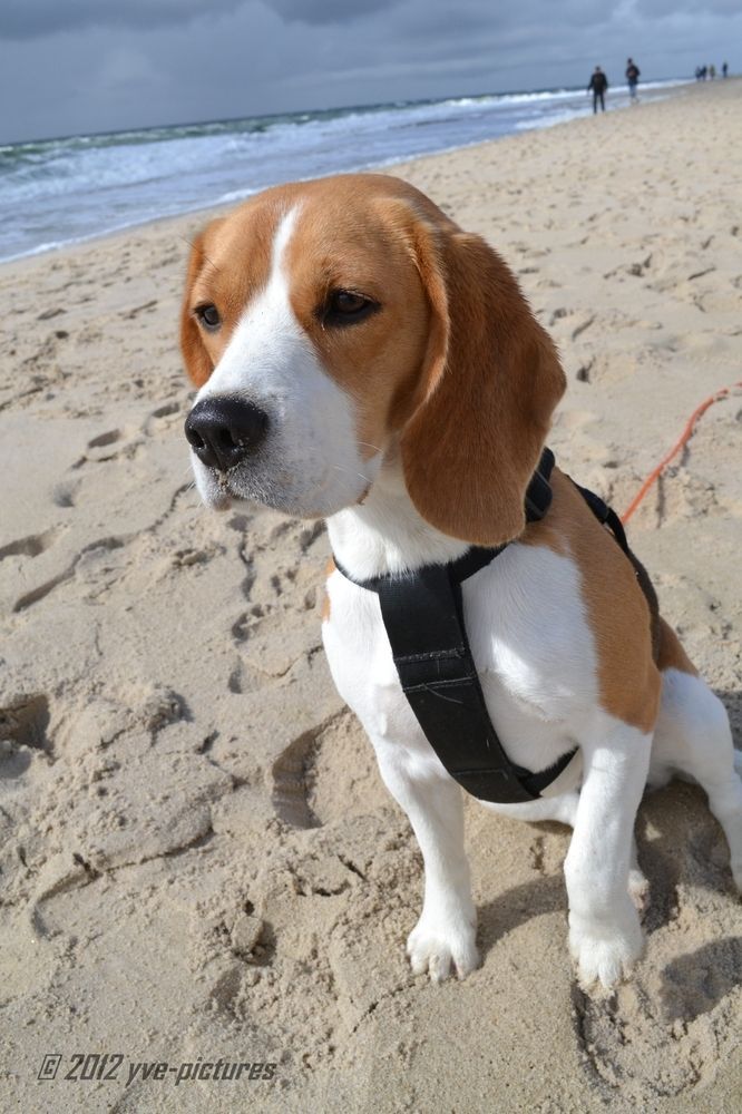 Resultado de imagen para 犬 Beagles