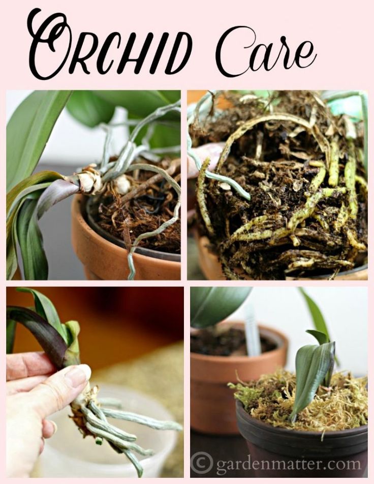 Orchids A Practical Guide for Gardeners With Advice On Growing And A Directory Of 200 Orchids