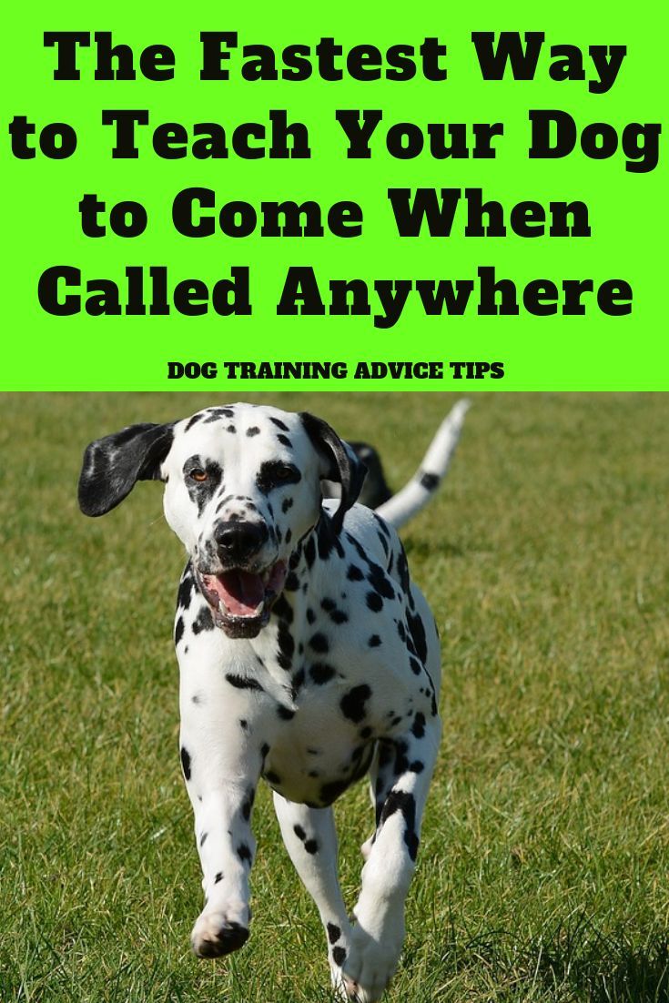 The Fastest Way To Teach Your Dog To Come When Called Anywhere