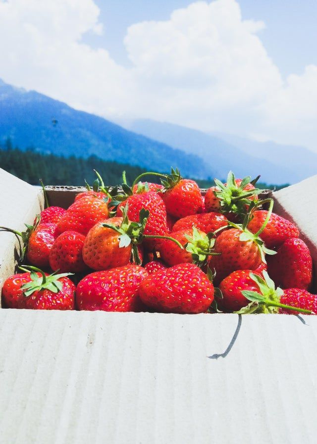 Itap Of Strawberries Manali India Itookapicture تقنيات التصوير الفوتوغرافي الفريدة من نوعها بالفراولة