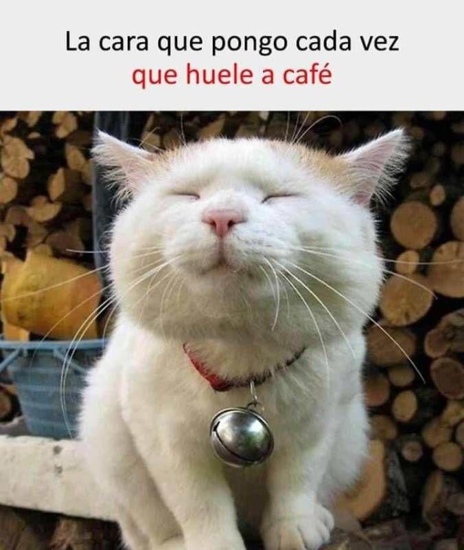 Memesespañol Chistes Humor Memes Risas Videos Argentina Memesespaña Colombia Memesmexico Memes Love Vir Funny Animal Pictures Funny Cats Cute Cats