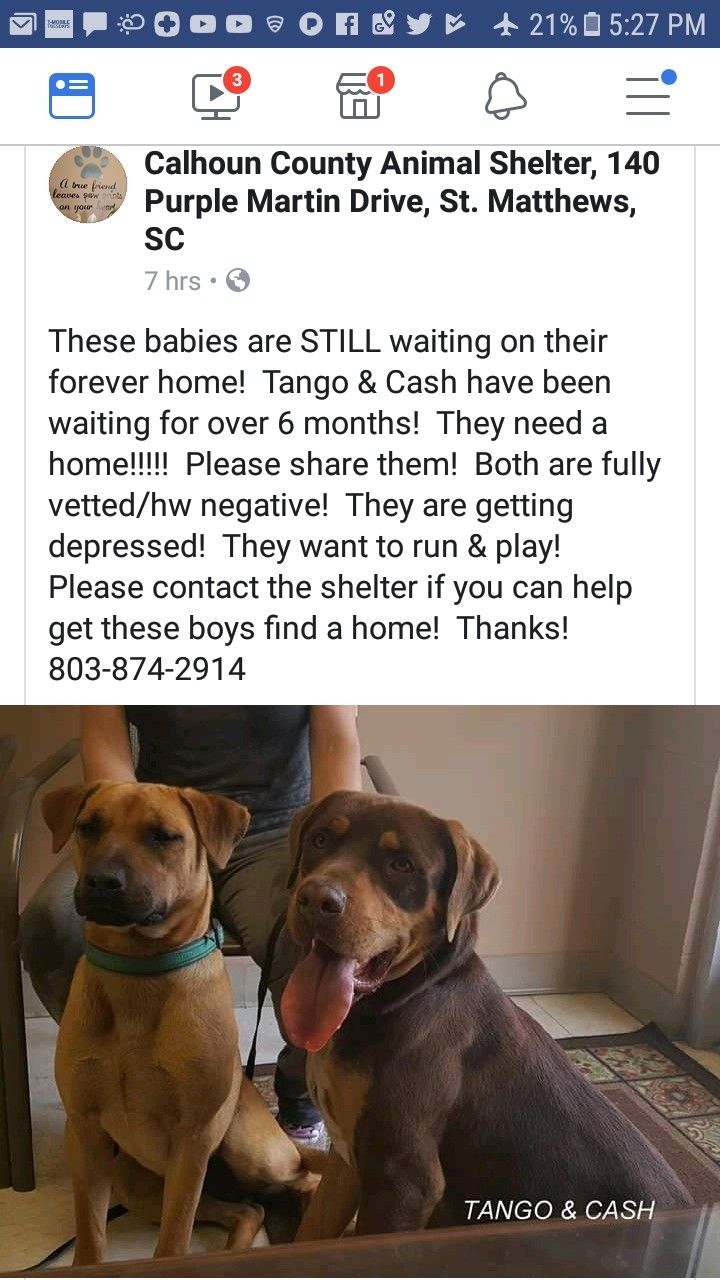 Adoptdontshop Calhoun County Tango Cash Calhoun