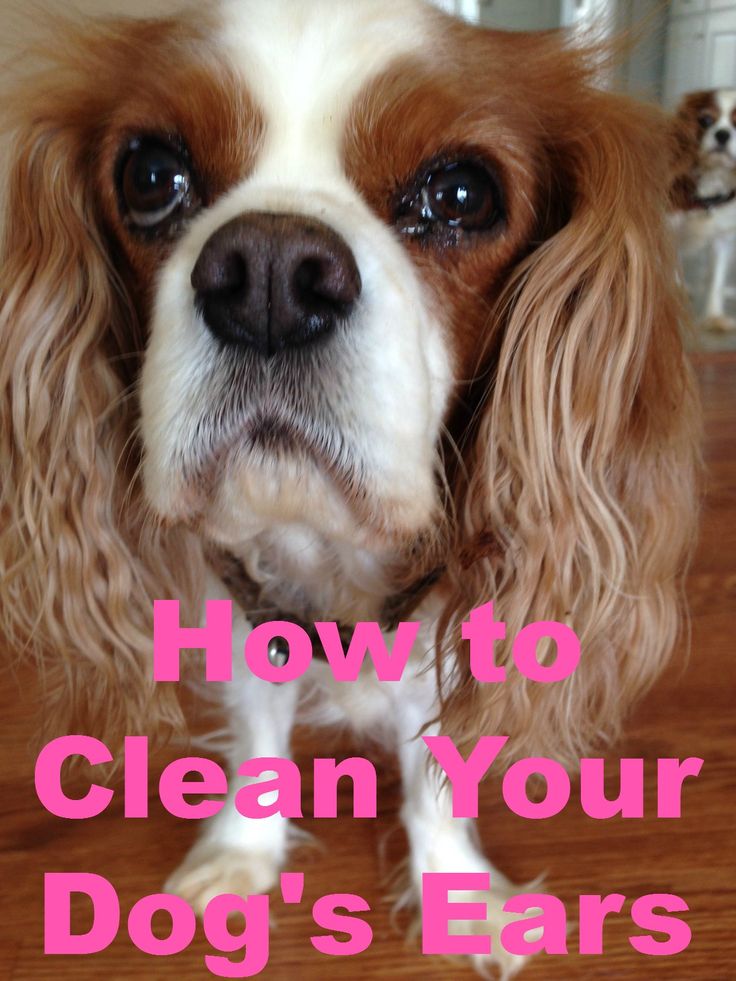 How to Keep Dog’s Ears Clean | Maltese puppy care, King charles Best Ear Cleaner For Cavalier King Charles