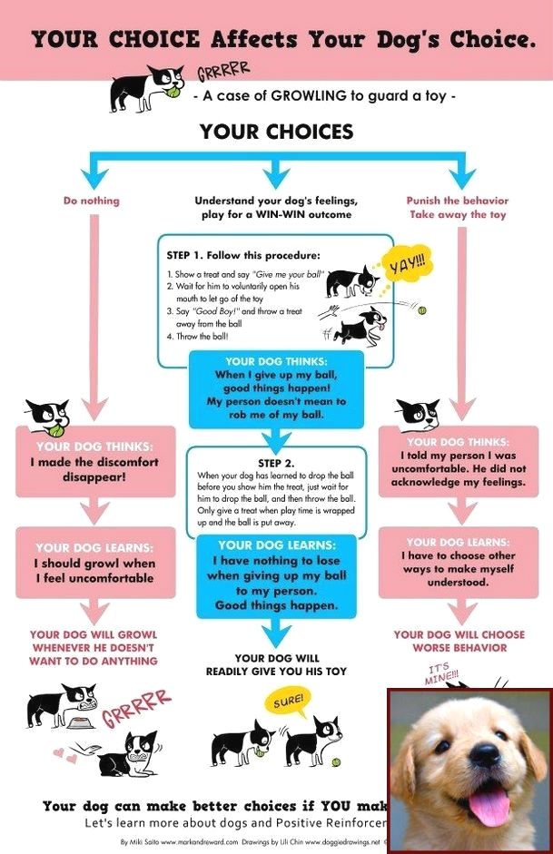 House Training A Puppy When You Work And Dog Behavior School