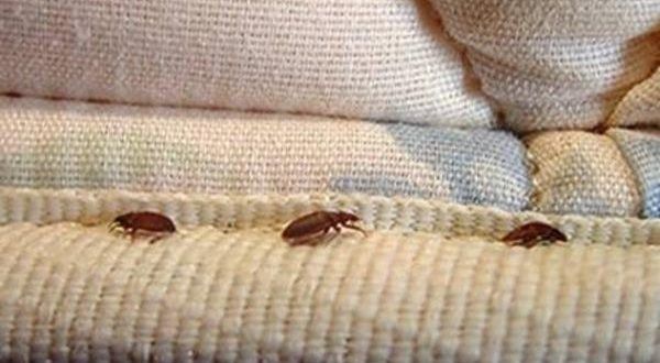 مكافحة بق الفراش في المنزل Bed Bugs Rid Of Bed Bugs Kill Bed Bugs