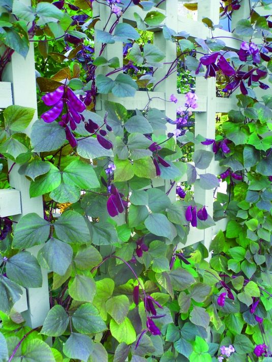 64 Best Garden Flowering Vines Climbers Images On Pinterest Annual Moon Shadow Hyacinth Bean Vine Brings A Royal Show To The Garden