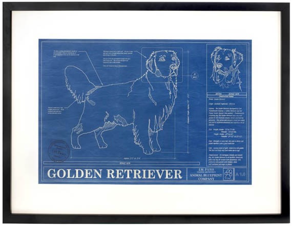 golden retriever blueprint 37 best blueprints images on pictures blue prints and stuff golden retriever blueprint 37 best blueprints images on pictures blue prints and stuff