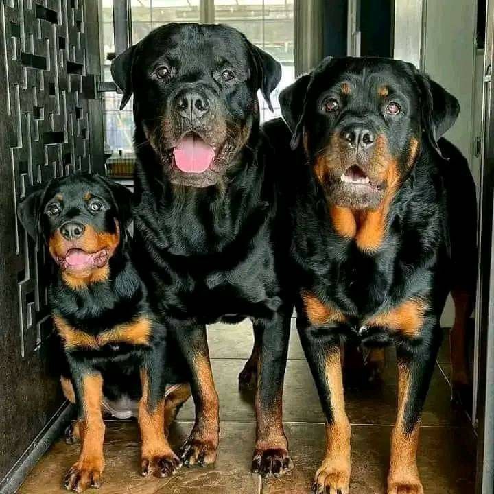 Pin By Tami Lehman On ROTTWEILER LOVE In 2024 Rottweiler unique-male-dog-names-male-dog-names-unique-unusual-dog-names-most