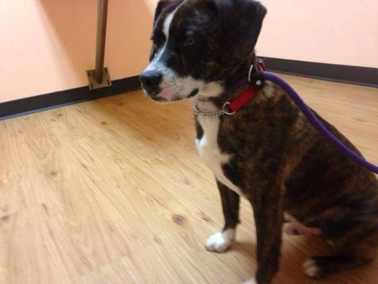 Meet P Diddy, a Petfinder adoptable Boxer Dog Washington