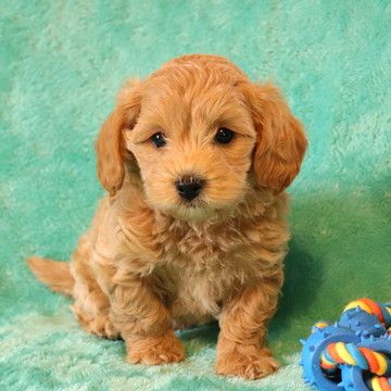 Diffy Maltipoo Puppy For Sale In Pennsylvania Maltipoo Puppies