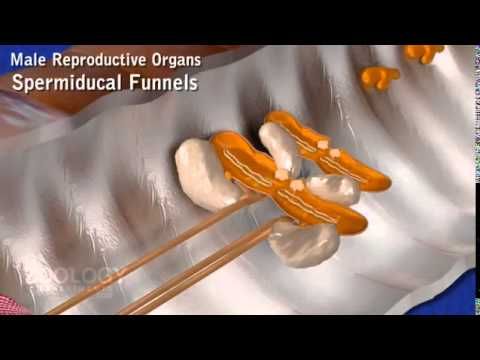 Biology Animation - Earthworm Reproductive System | Earthworms